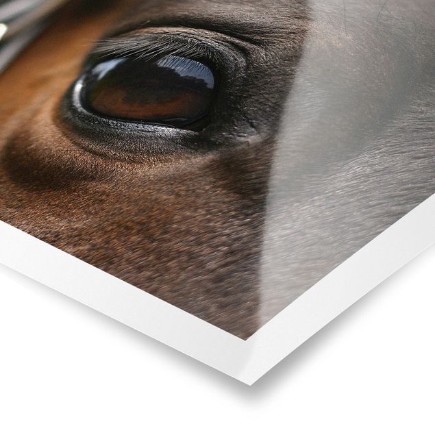 Billeder brun Horse Eye