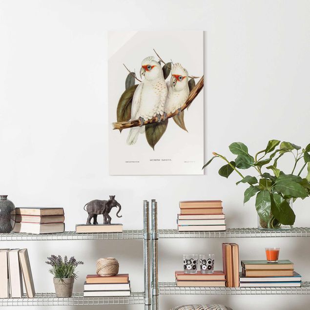 Glasbilleder blomster Vintage Illustration White Cockatoo