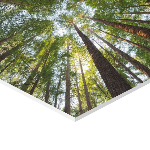 Billeder grøn Sequoia Tree Tops