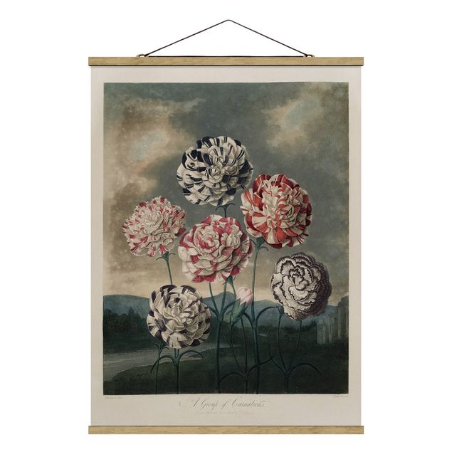 Billeder retro Botany Vintage Illustration Blue And Red Carnations