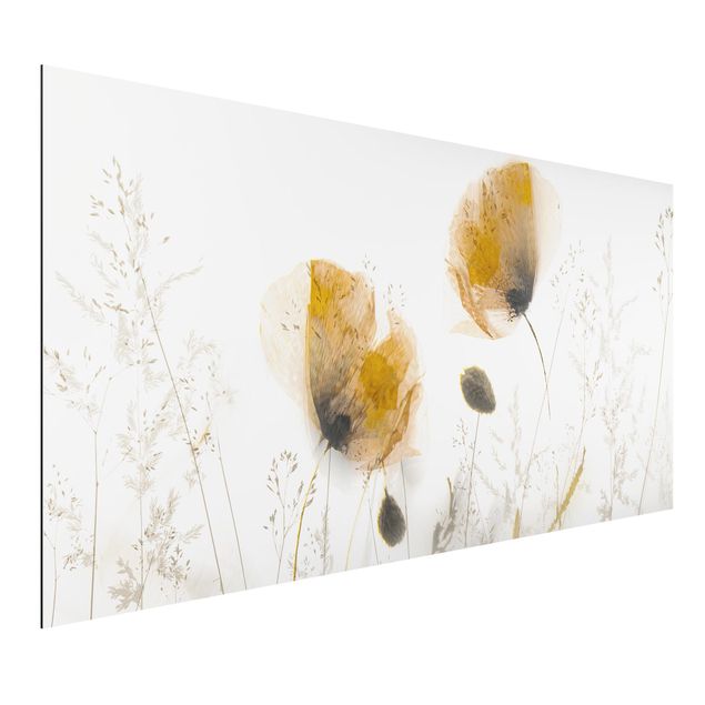 Billeder valmuer Poppy Flowers And Delicate Grasses In Soft Fog
