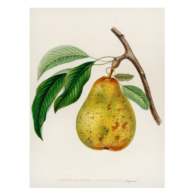 Billeder frugt Botany Vintage Illustration Yellow Pear