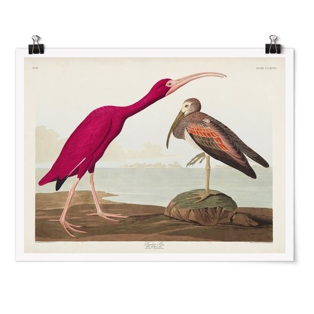 Billeder hav Vintage Board Red Ibis