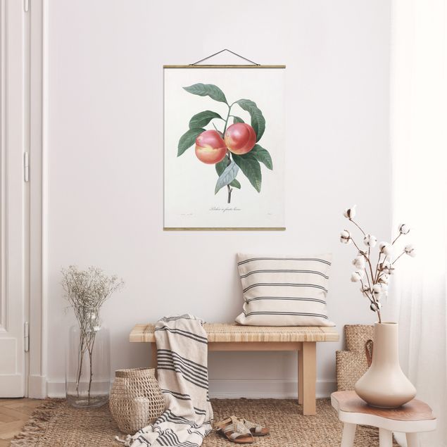 Billeder frugt Botany Vintage Illustration Peach