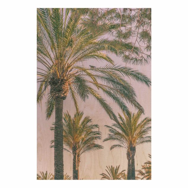 Prints på træ blomster Palm Trees At Sunset