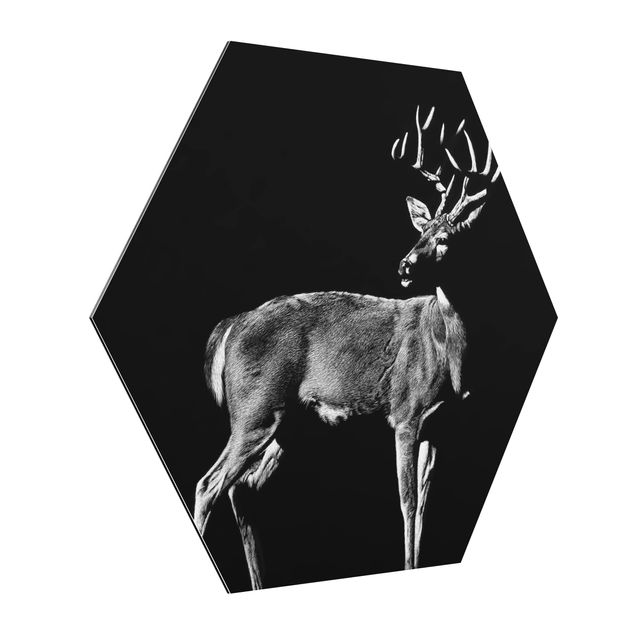 Billeder dyr Deer In The Dark