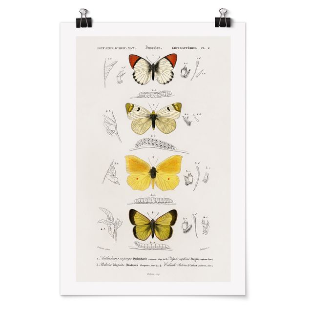 Plakater dyr Vintage Board Butterflies II