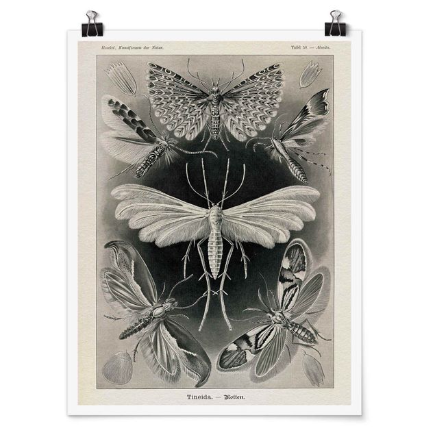 Plakater vintage Vintage Board Moths And Butterflies