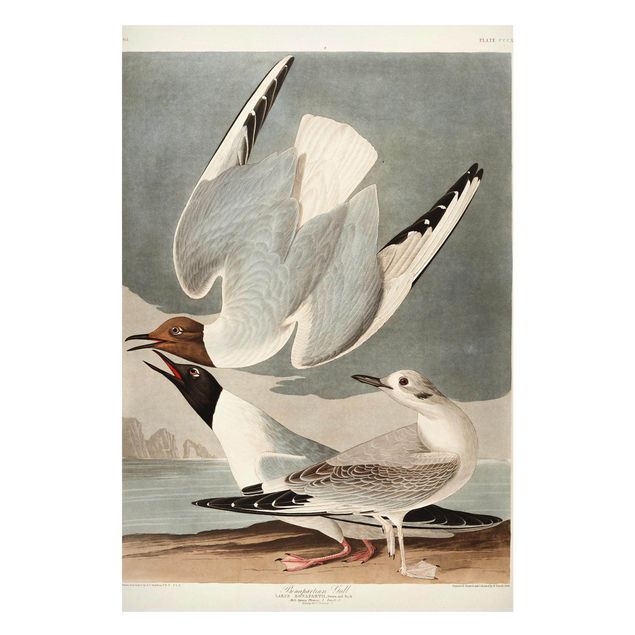 Billeder landskaber Vintage Board Bonaparte Gull