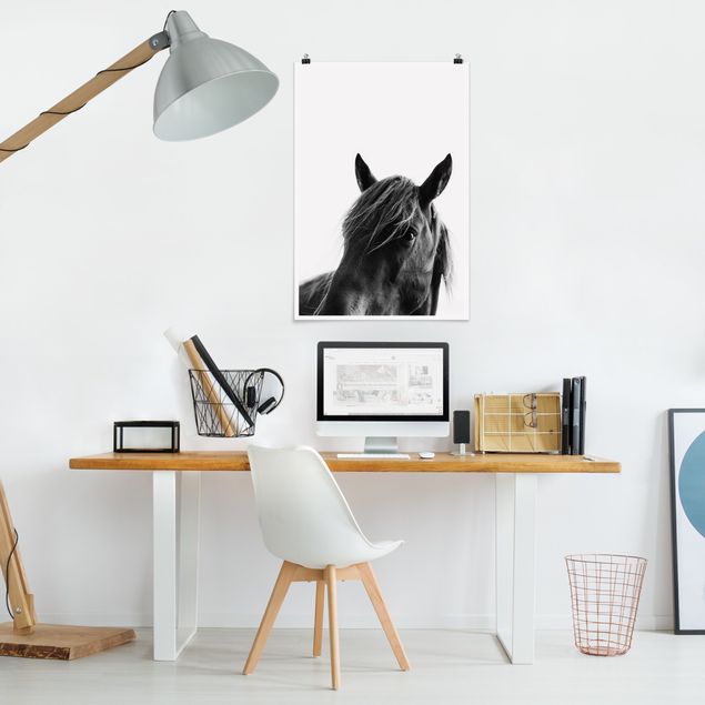 Plakater sort og hvid Curious Horse