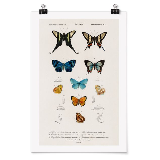 Plakater dyr Vintage Board Butterflies I