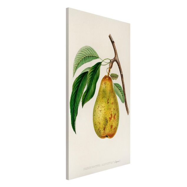 køkken dekorationer Botany Vintage Illustration Yellow Pear