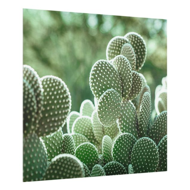 Stænkplader glas Cacti