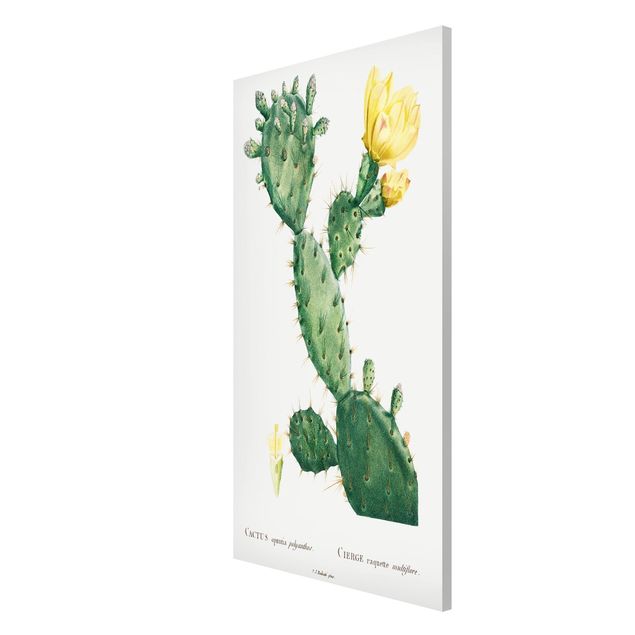 Billeder blomster Botany Vintage Illustration Cactus With Yellow Flower