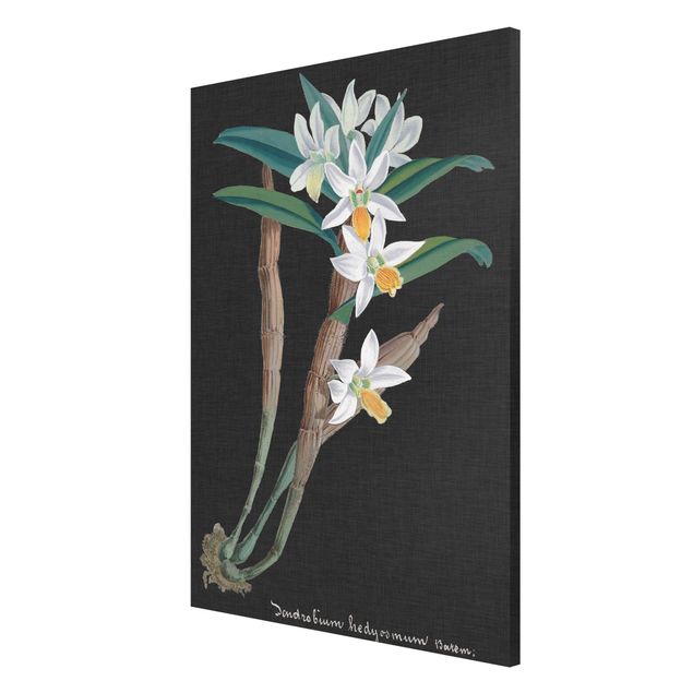 Magnettavler blomster White Orchid On Linen I