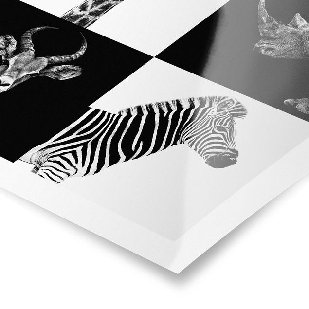 Plakater dyr Safari Quartet