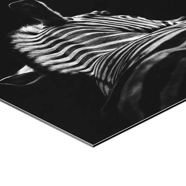 Sekskantede billeder Dark Zebra Silhouette