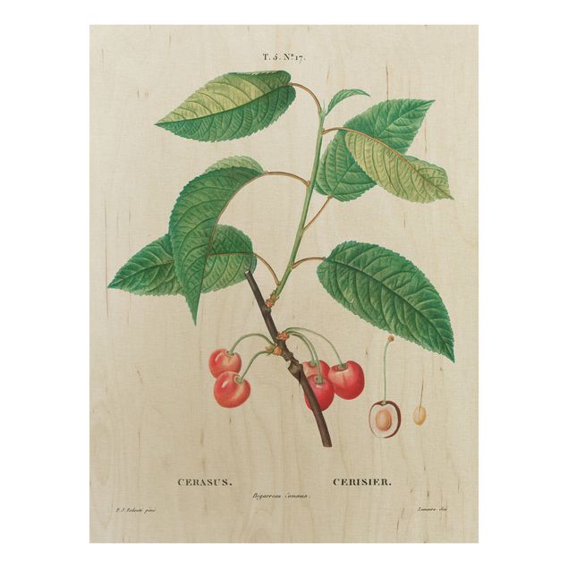 Prints på træ blomster Botany Vintage Illustration Red Cherries
