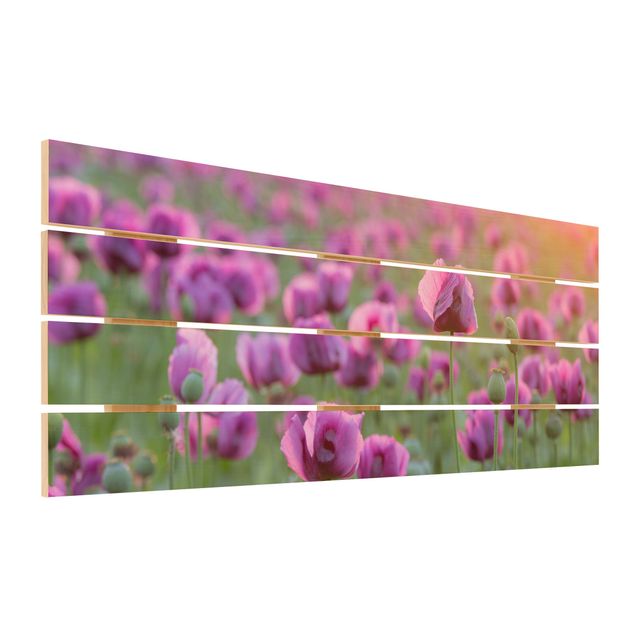 Prints på træ Purple Poppy Flower Meadow In Spring