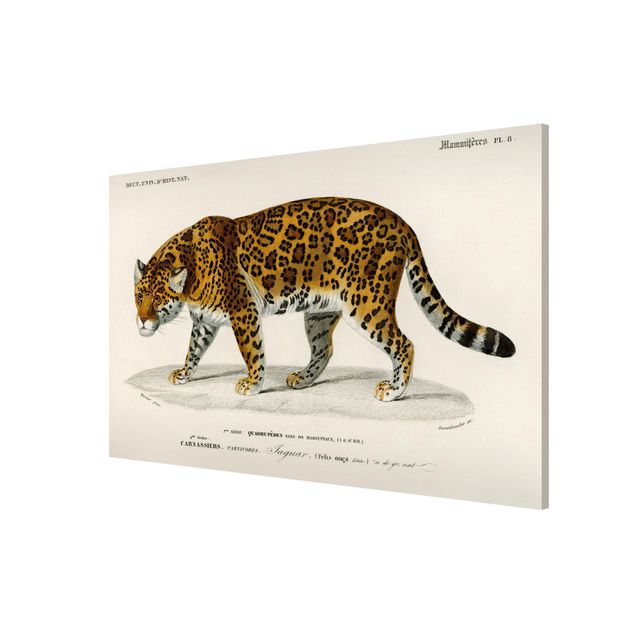 Billeder tiger Vintage Board Jaguar