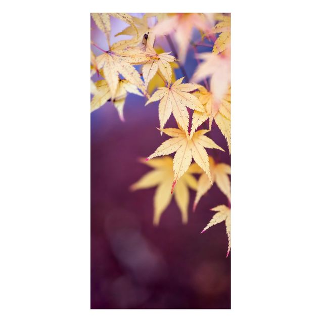Magnettavler blomster Autumn Maple Tree