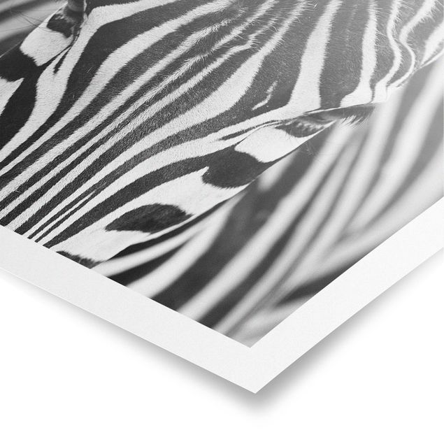 Billeder mønstre Zebra Look