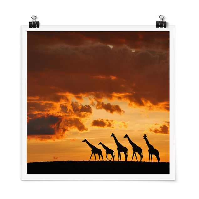 Plakater dyr Five Giraffes