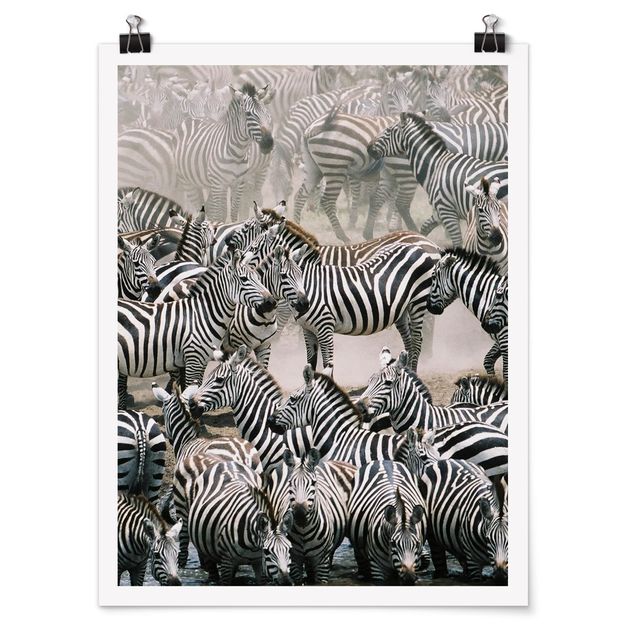 Plakater dyr Zebra Herd