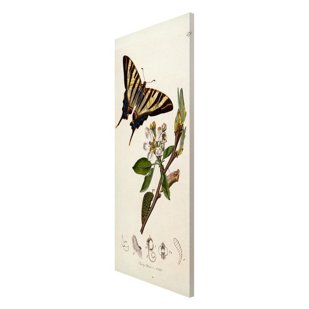 Kunst stilarter John Curtis - A Scarce Swallow-Tail Butterfly