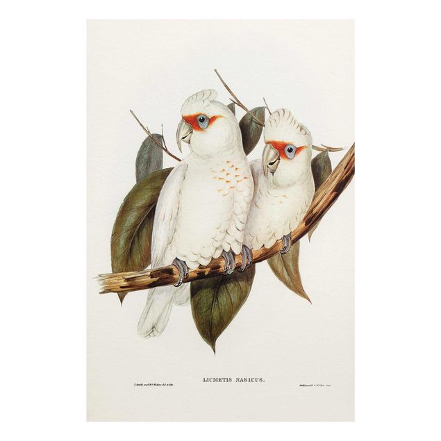 Billeder Vintage Illustration White Cockatoo