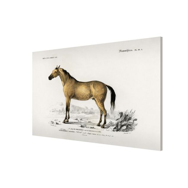 Magnettavler dyr Vintage Board Horse