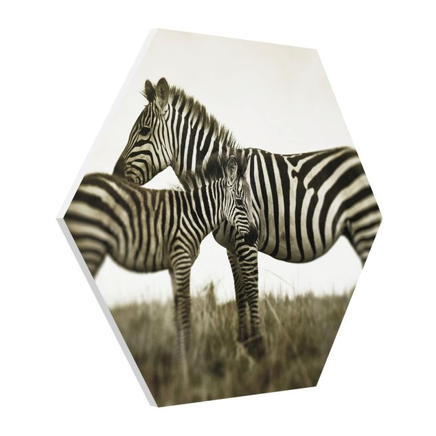 Billeder moderne Zebra Couple