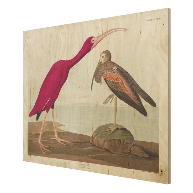 Prints på træ strande Vintage Board Red Ibis