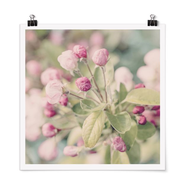 Plakater kunsttryk Apple Blossom Bokeh Light Pink