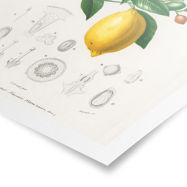 Billeder gul Botany Vintage Illustration Of Lemon
