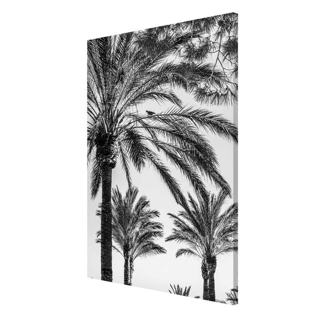 Magnettavler blomster Palm Trees At Sunset Black And White