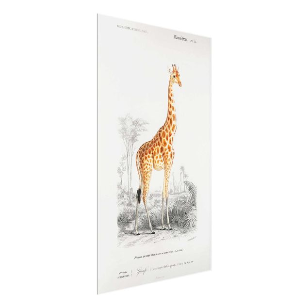 Billeder Afrika Vintage Board Giraffe