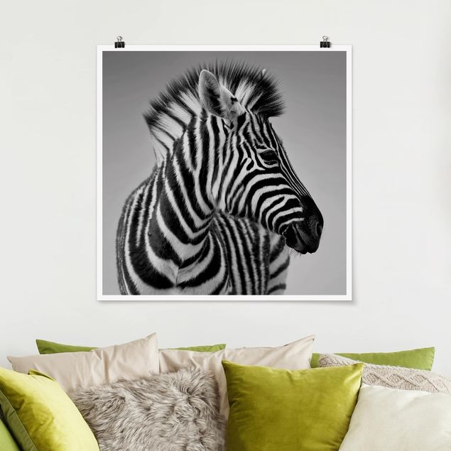 Billeder zebraer Zebra Baby Portrait II