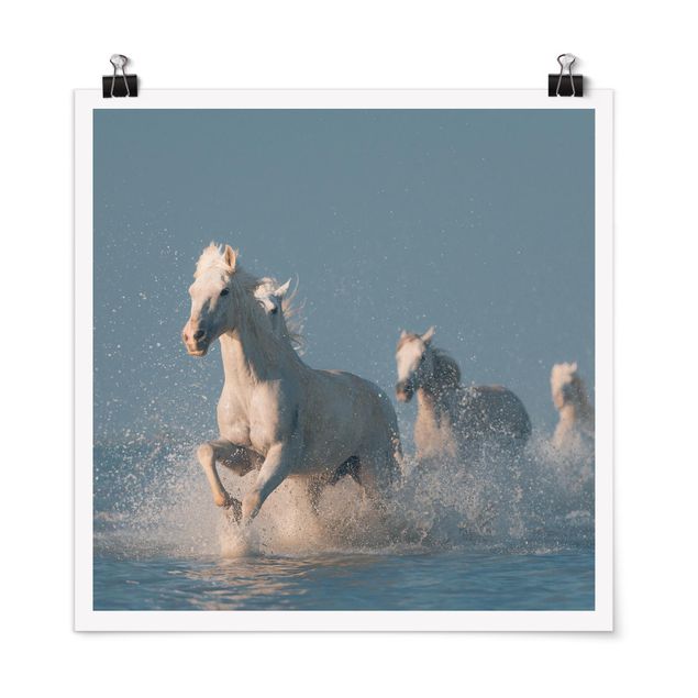 Plakater blomster Herd Of White Horses