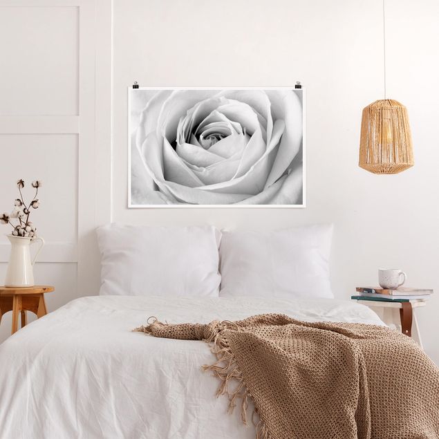 Plakater blomster Close Up Rose