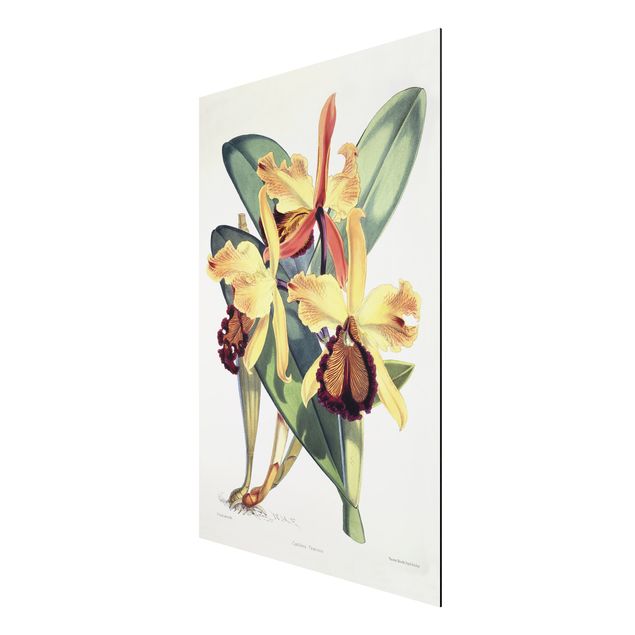 Kunst stilarter Walter Hood Fitch - Orchid