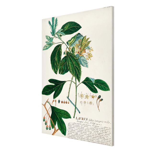 Billeder krydderier Vintage Botanical Illustration Laurel