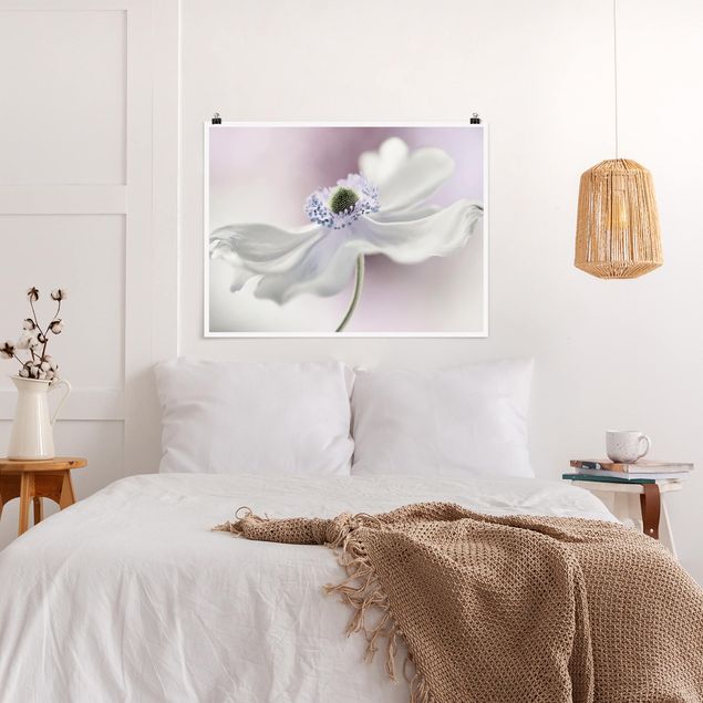 Plakater blomster Anemone Breeze
