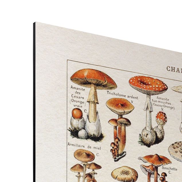 Billeder brun Vintage Board Mushrooms