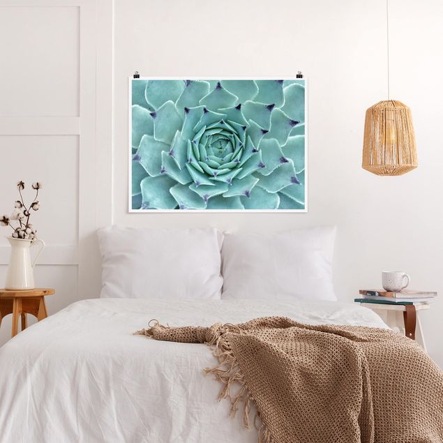 Plakater blomster Cactus Agave