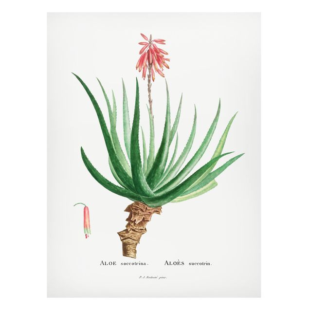 Magnettavler blomster Botany Vintage Illustration Aloe Pink Blossom