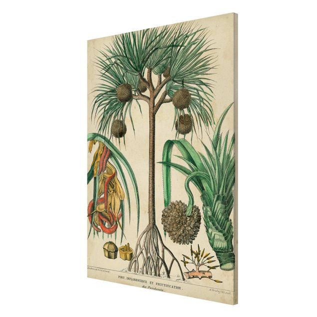 Magnettavler blomster Vintage Board Exotic Palms I
