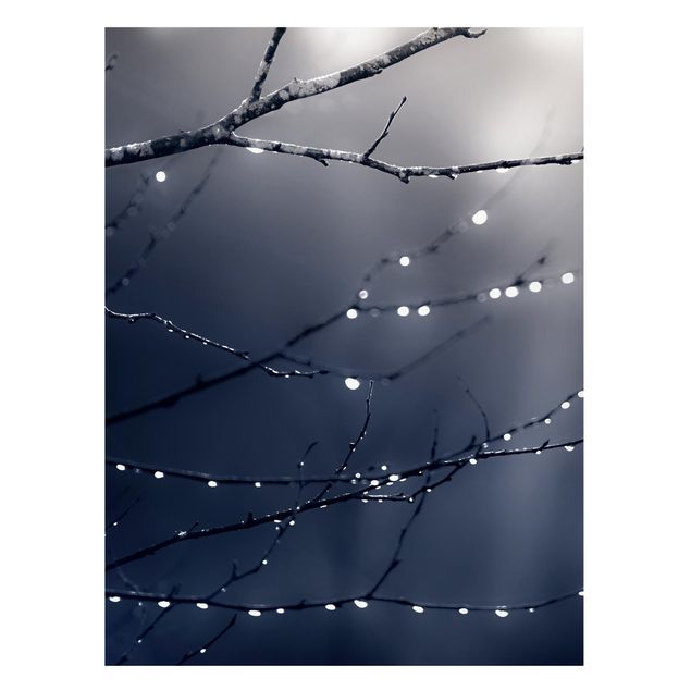 Billeder træer Drops Of Light On A Branch Of A Birch Tree