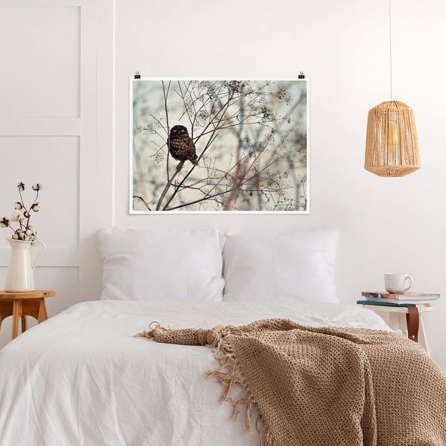 Billeder moderne Owl In The Winter