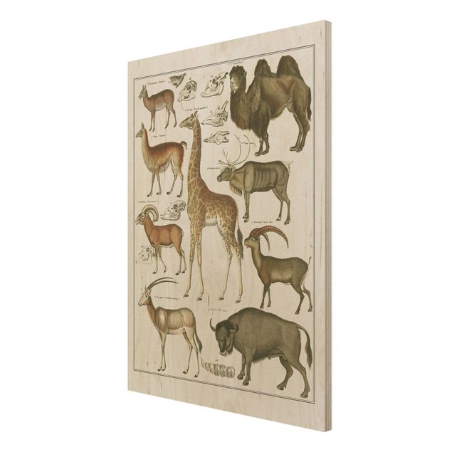 Prints på træ vintage Vintage Board Giraffe, Camel And IIama